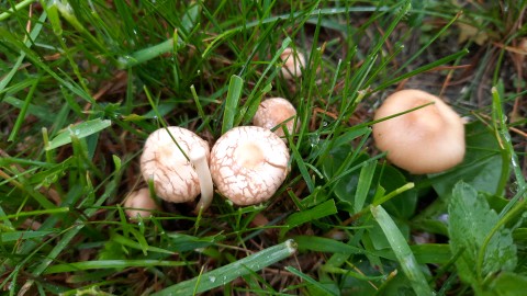 Marasmius oreades