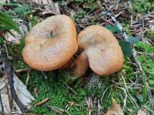 Lactarius deterrimus