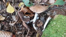 Agaricus sylvaticus