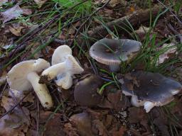 Russula parazurea