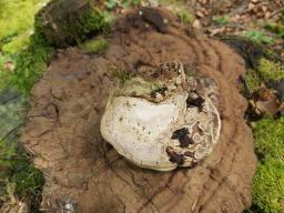 Ganoderma applanatum