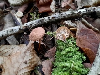 Mycetinis scorodonius