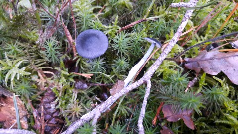 Entocybe nitida