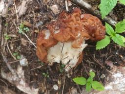 Gyromitra esculenta