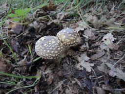 Amanita franchetii