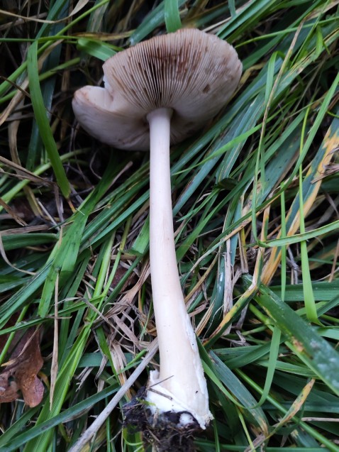 Volvopluteus gloiocephalus