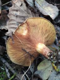 Paxillus rubicundulus