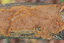 Fuscoporia ferruginosa