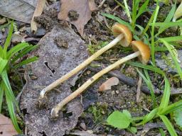 Conocybe nemoralis