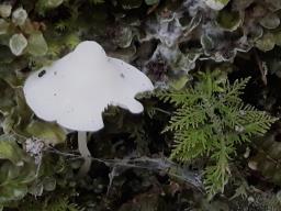 Hemimycena cucullata