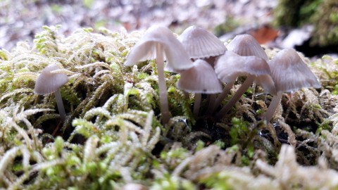 Mycena leptocephala