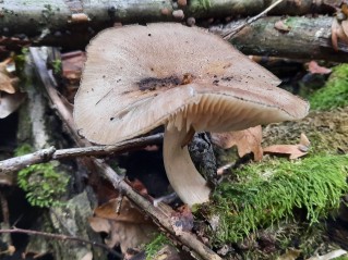 Megacollybia platyphylla