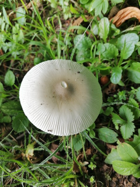 Amanita vaginata