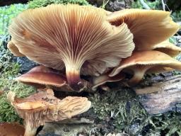 Kuehneromyces mutabilis