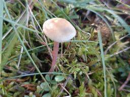 Mycena luteovariegata