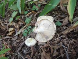 Lactarius flavidus