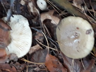 Lactarius blennius