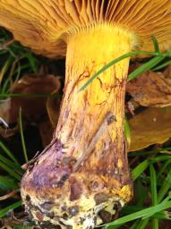 Calonarius elegantior