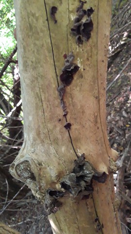 Auricularia auricula-judae