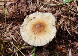 Pseudosperma obsoletum
