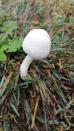 Leucoagaricus leucothites