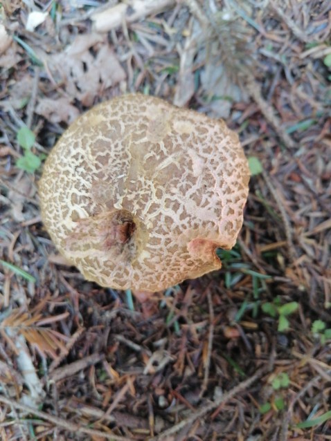 Xerocomellus chrysenteron