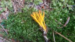 Calocera viscosa