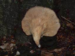 Pleurotus cornucopiae