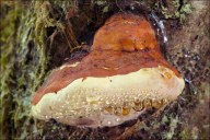 Fomitopsis pinicola