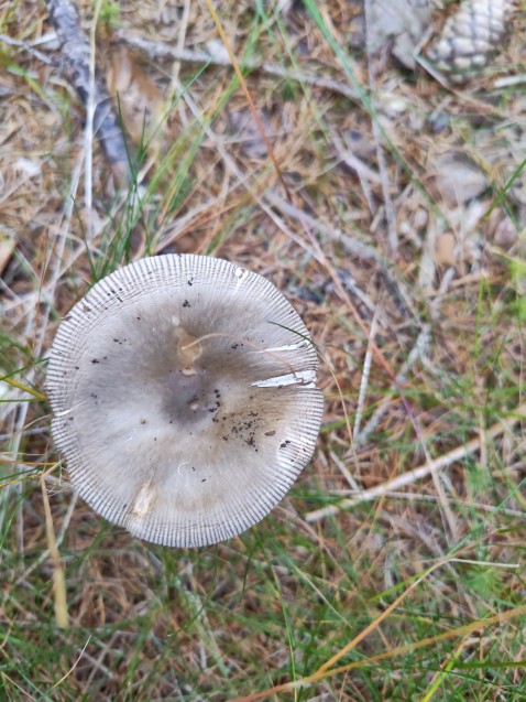 Amanita vaginata