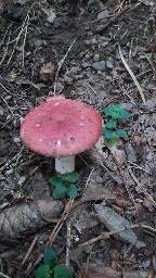 Russula sanguinaria