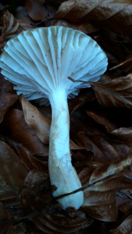 Hygrophorus olivaceoalbus