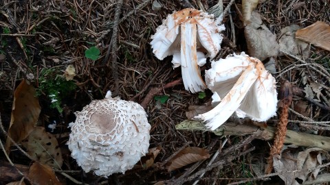 Chlorophyllum olivieri