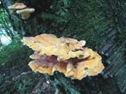 Laetiporus sulphureus