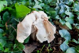 Helvella crispa