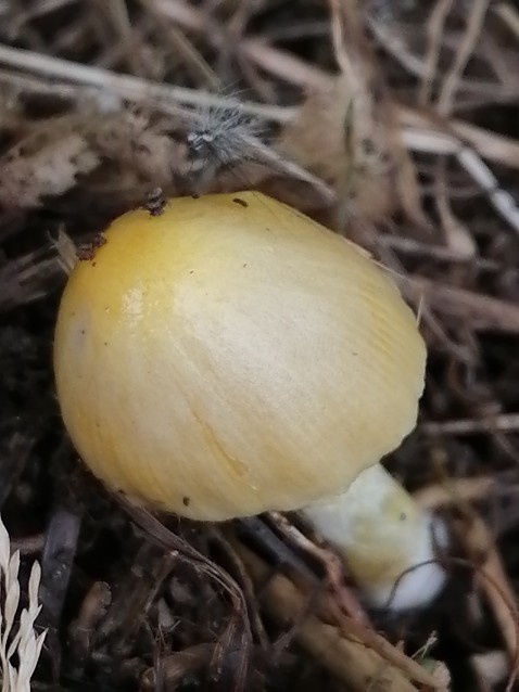 Bolbitius titubans