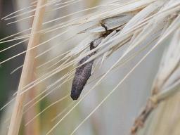 Claviceps purpurea