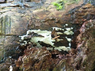 Ceratiomyxa fruticulosa