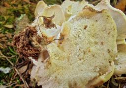 Oligoporus obductus