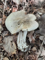 Tricholoma pardinum