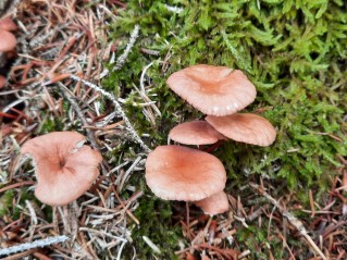 Mycetinis scorodonius