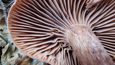 Hygrophorus capreolarius