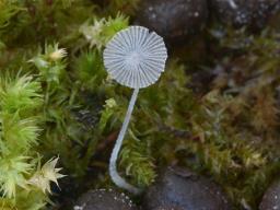 Coprinopsis stercorea