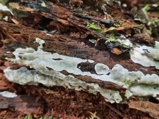 Physisporinus vitreus