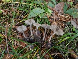 Clitocybe metachroa