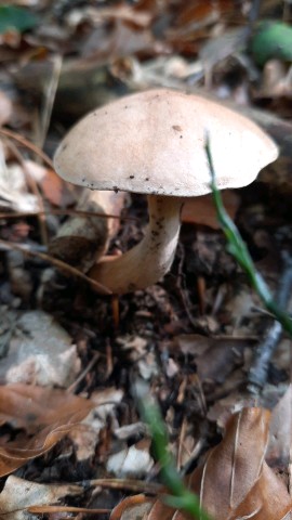 Suillus bovinus