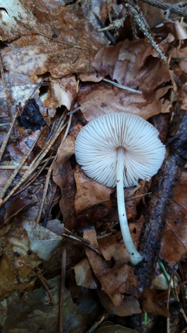 Pluteus exiguus