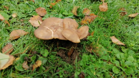 Lyophyllum loricatum