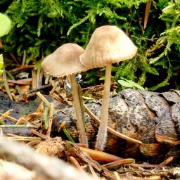 Mycena galericulata