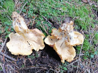 Cantharellus amethysteus